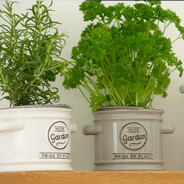 Herb Plant Pots image